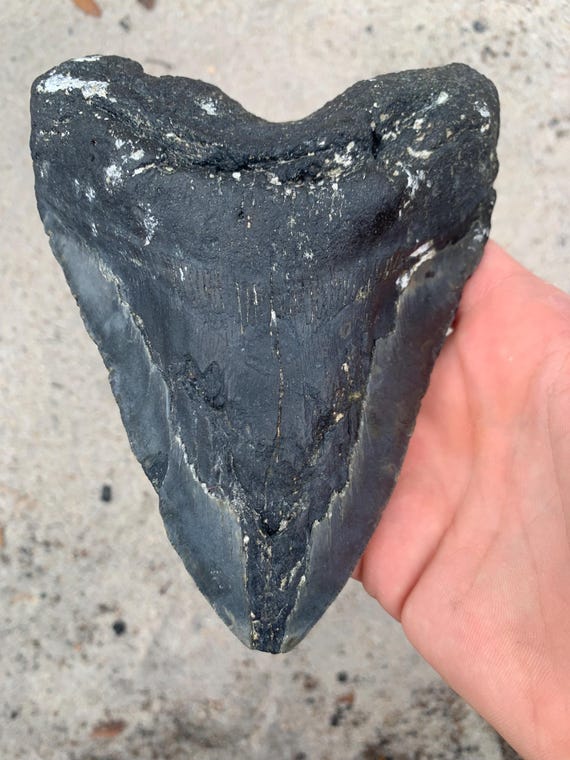 6 Inch Megalodon Tooth - 6.09 inches
