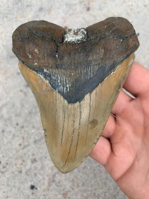 Megalodon Tooth - 5.07 inches