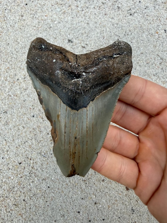 3.95 inch Megalodon Shark Tooth Fossil – Authentic, No Repair Meg Teeth