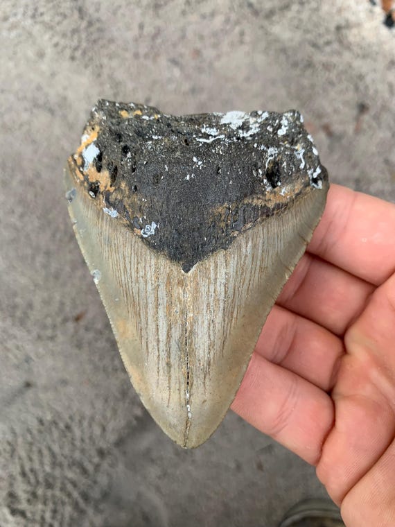 3.93 inch Megalodon Shark Tooth Fossil – Authentic, No Repair Meg Teeth