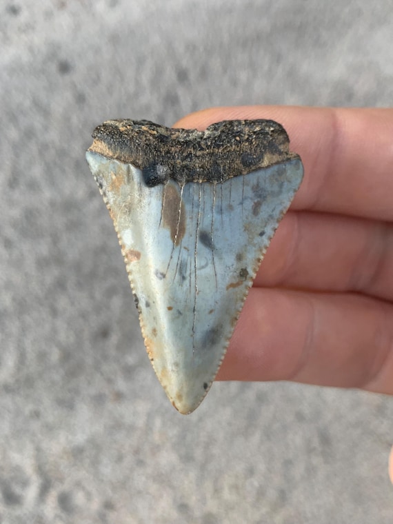 Great White Fossil Shark Tooth - 1.89 Inches