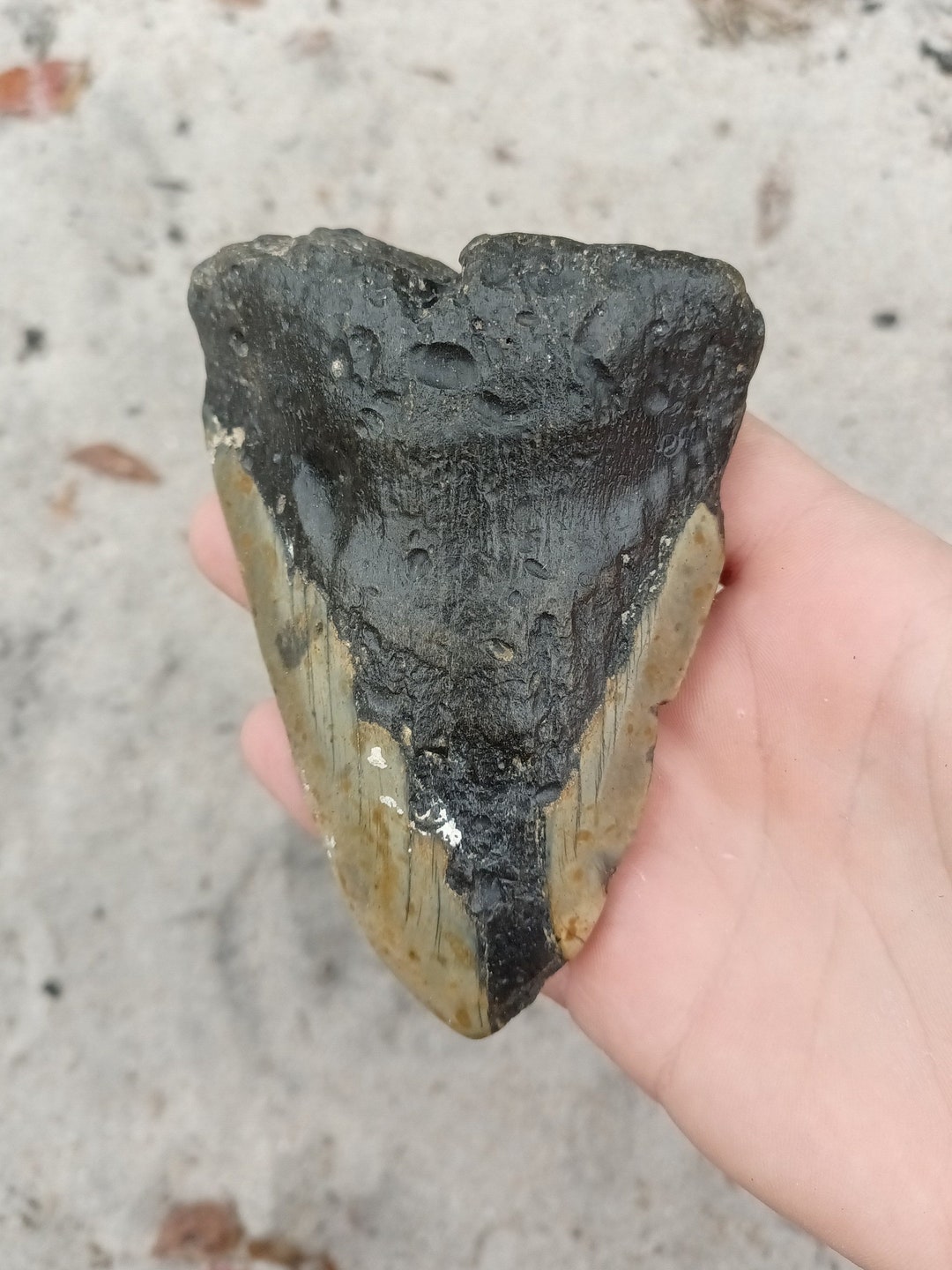 Megalodon Tooth - 4.7 Inches. Real Fossil Megalodon Shark Tooth ...