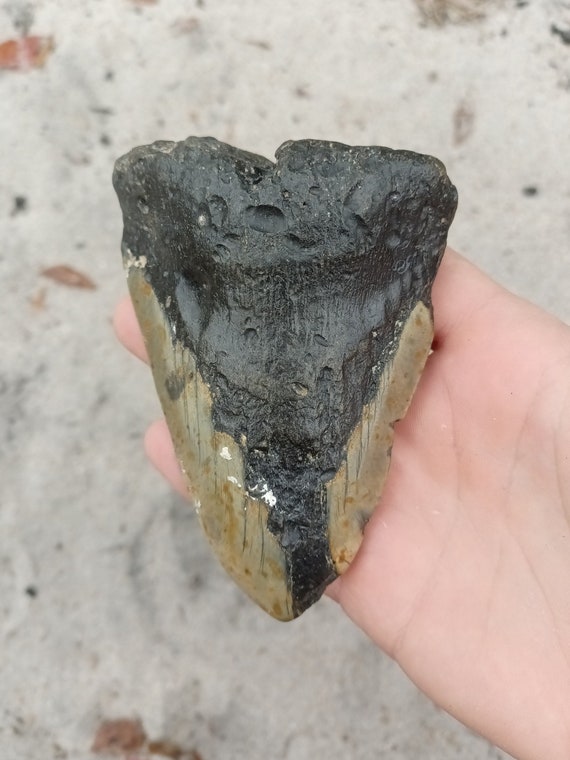 Megalodon Tooth - 4.7 inches