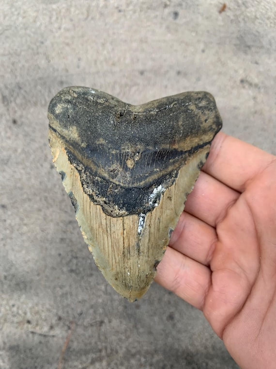 4.19 inch Megalodon Shark Tooth Fossil – Authentic, No Repair