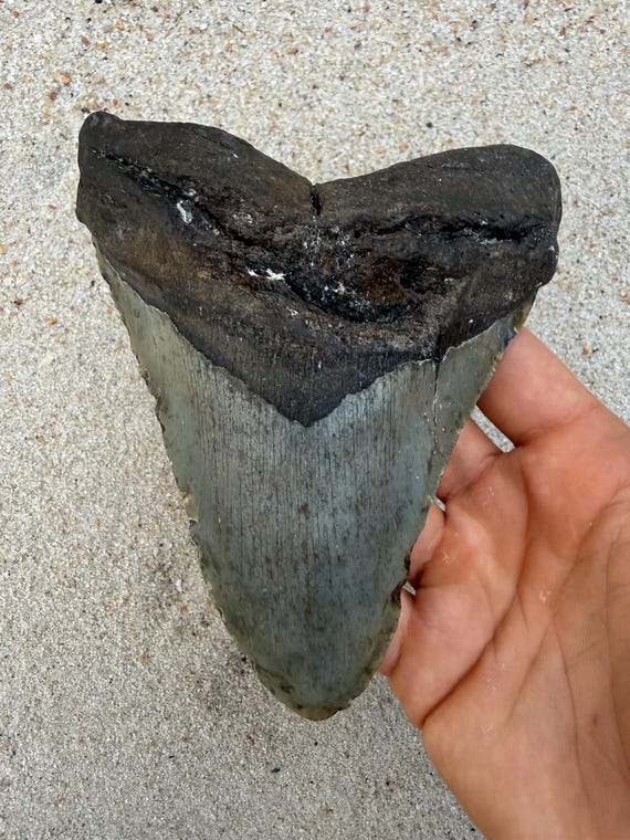 5.74 inch Megalodon Shark Tooth Fossil – Authentic No Repair Meg Teeth