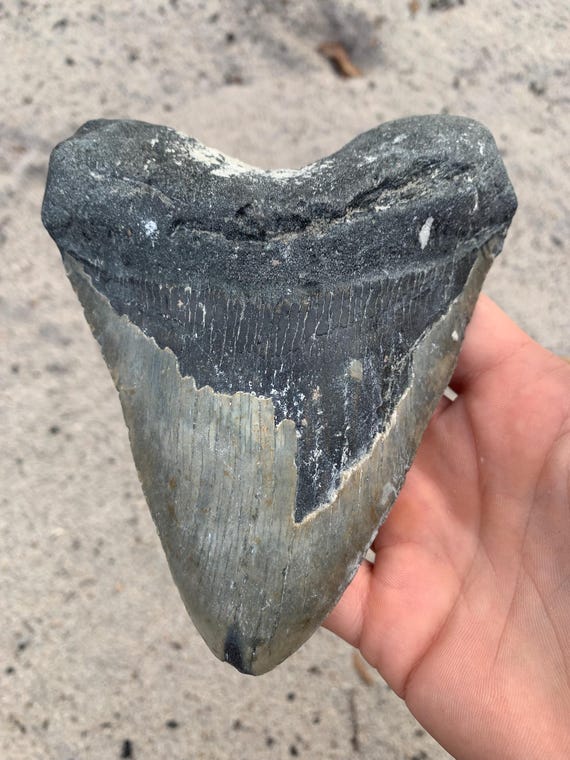 Megalodon Tooth - 5.61 inches