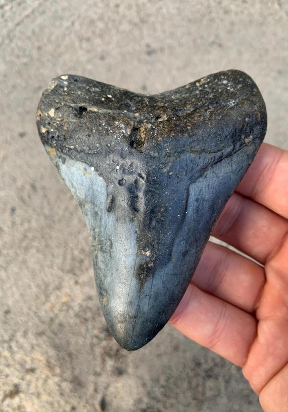 Megalodon Tooth - 4.21 inches