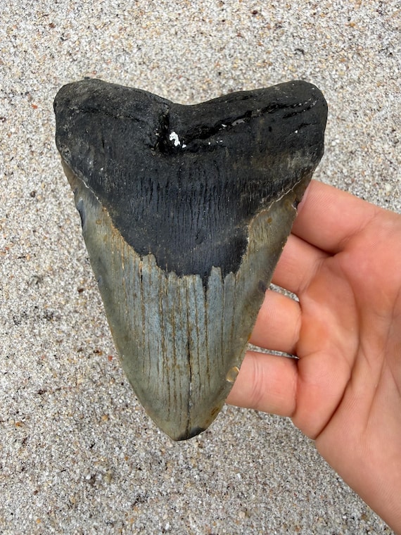 5.25 inch Megalodon Shark Tooth Fossil – Authentic No Repair Meg Teeth