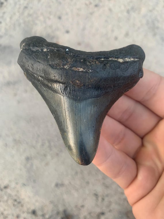 Megalodon Tooth - 3.09 inches
