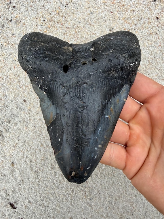 5.02 inch Megalodon Shark Tooth Fossil – Authentic, No Repair Meg Teeth