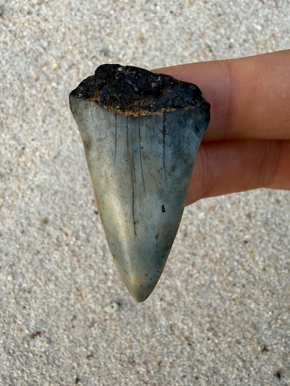 2.05 inch C. Hastalis Mako Fossil Shark Tooth