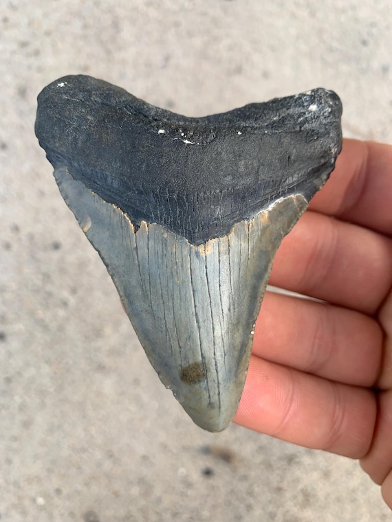 Megalodon Tooth - 3.42 inches