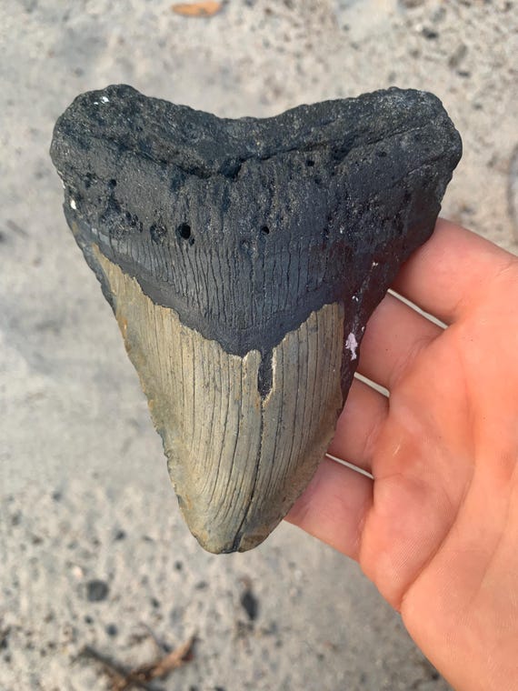 Megalodon Tooth - 4.94 inches - Real Otodus Megalodon, Authentic Shark Tooth Fossil, Huge Megalodon Tooth, Meg Teeth