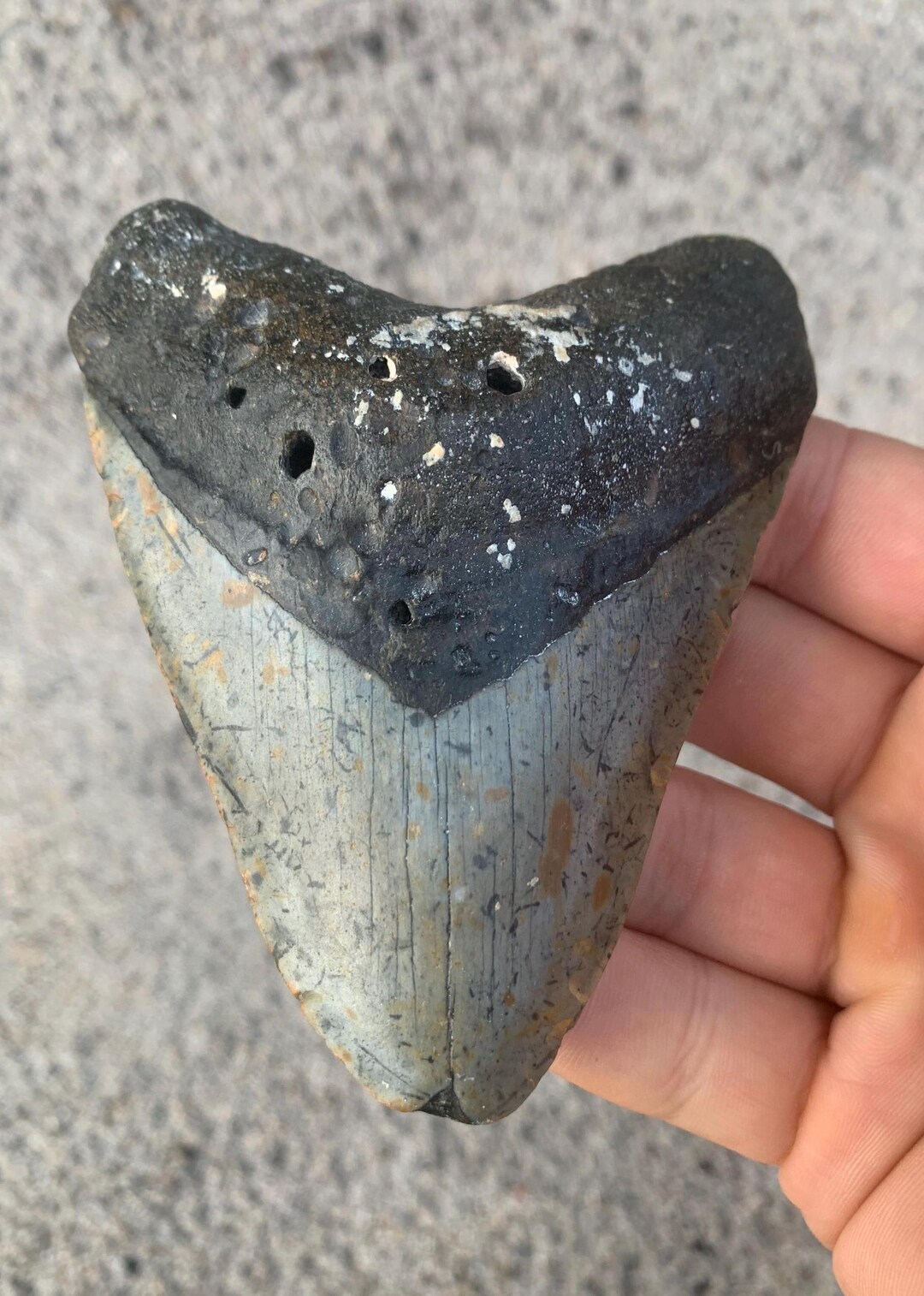 Megalodon Tooth - 4.29 Inches. Real Fossil Megalodon Shark Tooth ...