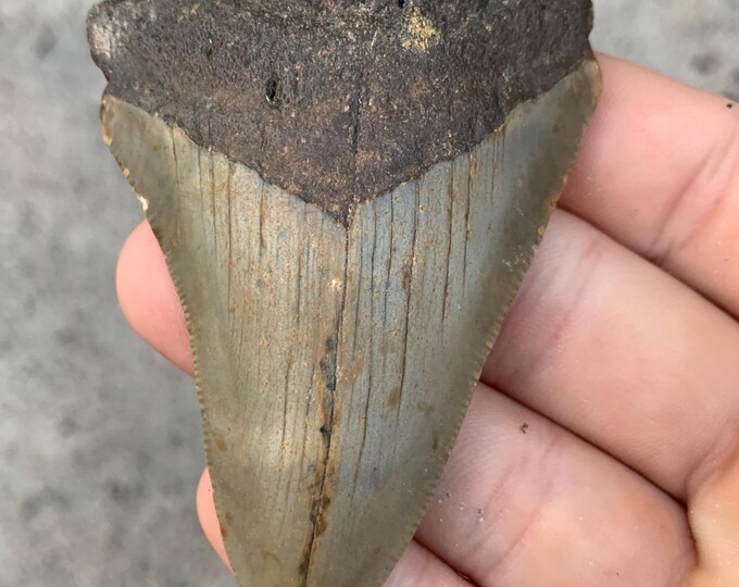 Megalodon Tooth - 2.87 Inches. Real Fossil Megalodon Shark Tooth ...