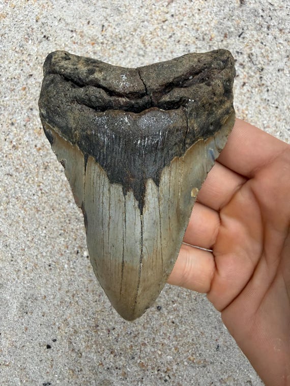 4.92 inch Megalodon Shark Tooth Fossil – Authentic No Repair Meg Teeth