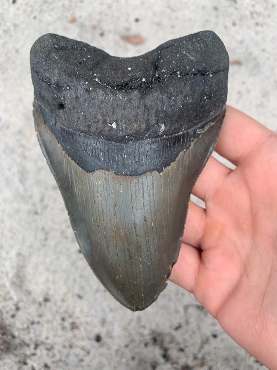 Megalodon Tooth - 5.3 inches