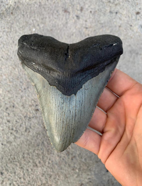 5.12 inch Megalodon Shark Tooth Fossil – Authentic No Repair Meg Teeth