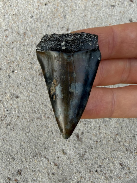 2.07 inch C. Hastalis Fossil Shark Tooth – Extinct White Shark