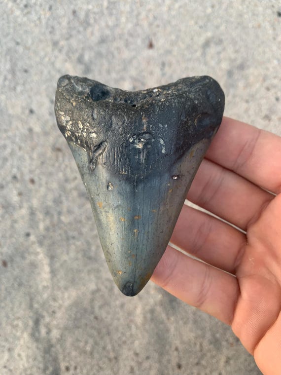 3.74 inch Megalodon Shark Tooth Fossil – Authentic, No Repair Meg Teeth