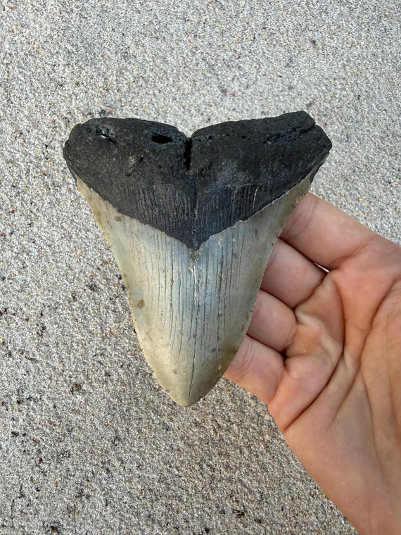 4.37 inch Megalodon Shark Tooth Fossil – Authentic, No Repair Meg Teeth