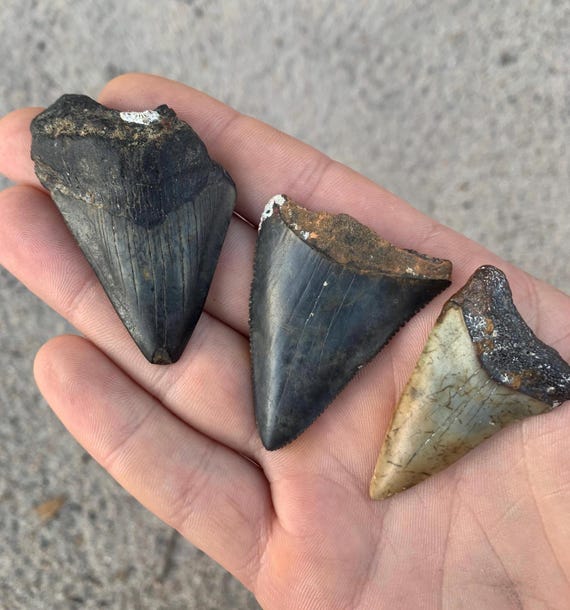 3 Shark Teeth - Megalodon, Great White, and Broadtooth White Shark (mako) Fossils