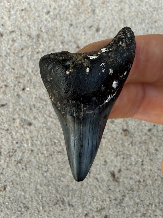 Rare Parotodus Benedenii Shark Tooth Fossil - 2.07 Inches