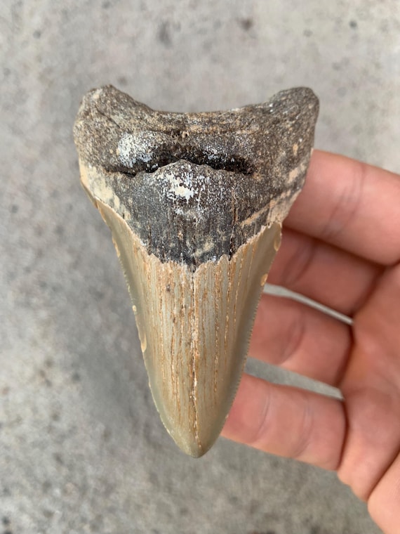 Real 3.52" Megalodon Shark Tooth Fossil
