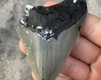 Megalodon Tooth - 3.51 inches. Real Fossil Megalodon Shark Tooth, Authentic Shark Tooth Fossil, Huge Megalodon Tooth, Meg Teeth
