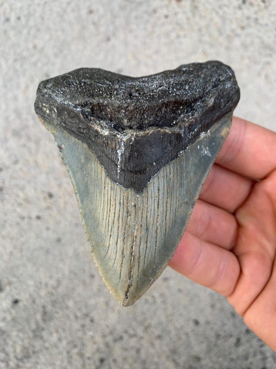 Megalodon Tooth - 4.2 inches