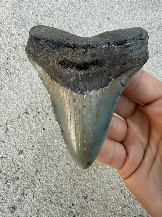 4.20 inch Megalodon Shark Tooth Fossil – Authentic, No Repair Meg Teeth