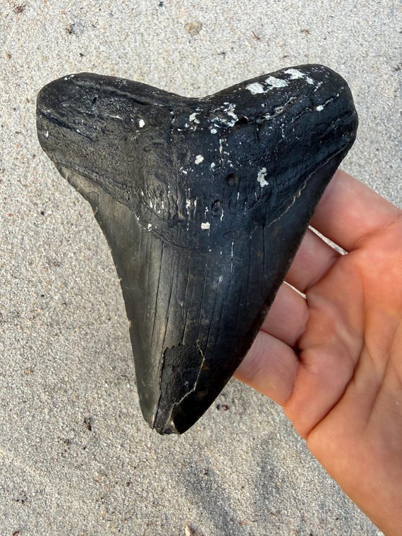 5.10 inch Megalodon Shark Tooth, Authentic, No Repair Meg Teeth Fossils