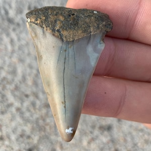 C. Hastalis Mako Fossil Shark Tooth - 1.97 Inches, Huge fossilized mako, Hastalis shark tooth. Real Fossil Shark Tooth, Shark Teeth Fossils
