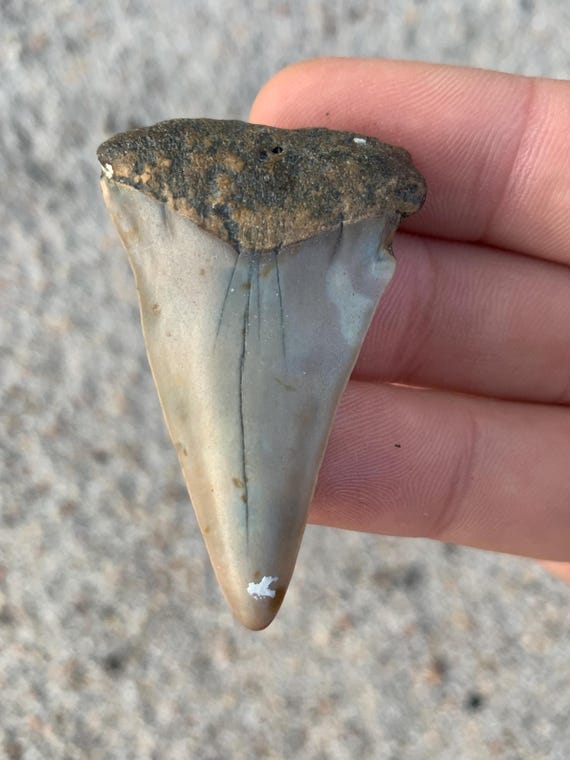 C. Hastalis Mako Fossil Shark Tooth - 1.97 Inches