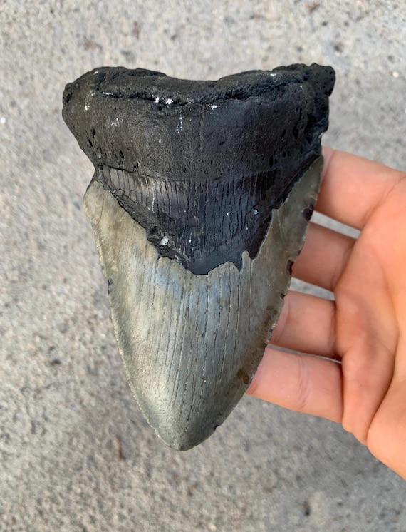 5.56 inch Megalodon Shark Tooth Fossil – Authentic No Repair Meg Teeth
