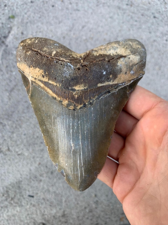 5.04 inch Megalodon Shark Tooth Fossil – Authentic No Repair Meg Teeth