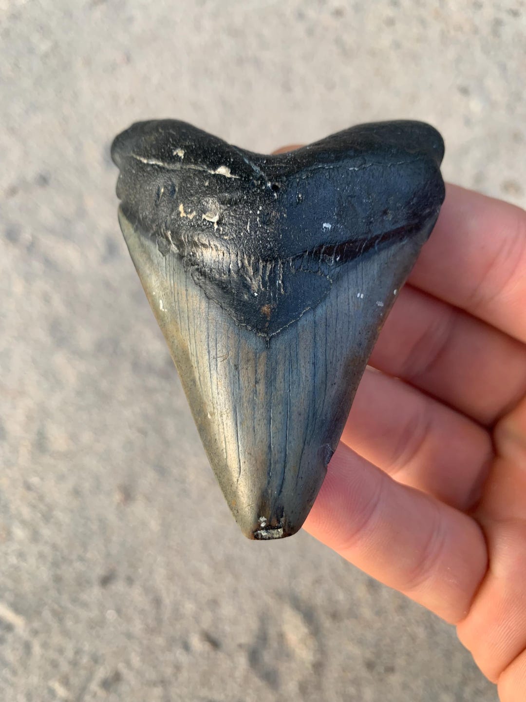 Megalodon Tooth - 3.1 Inches. Real Fossil Megalodon Shark Tooth ...
