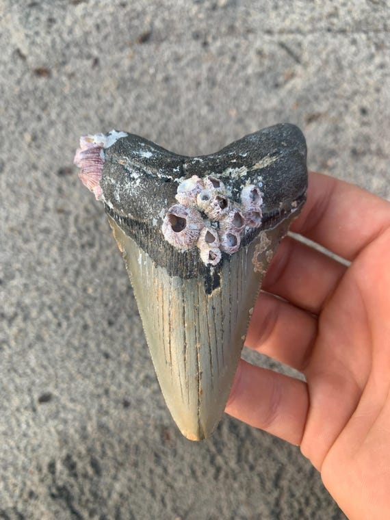 4.1 inch Megalodon Tooth Fossil with Barnacles - Authentic Meg Shark Tooth, Natural