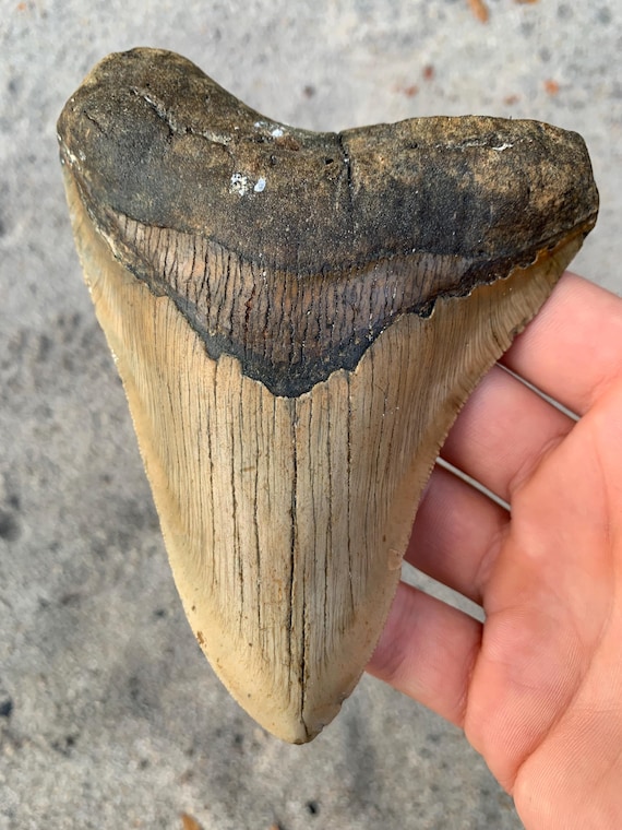 5.49 inch Megalodon Shark Tooth Fossil - Authentic Meg Teeth, No Repair
