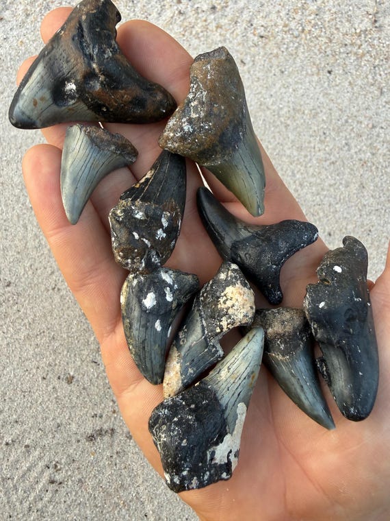 Lot of 10 Benedenii Shark Tooth Partials / Damaged - Rare False Mako