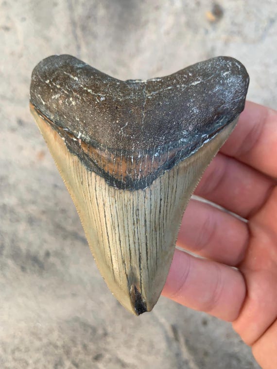 Megalodon Tooth - 3.68 inches