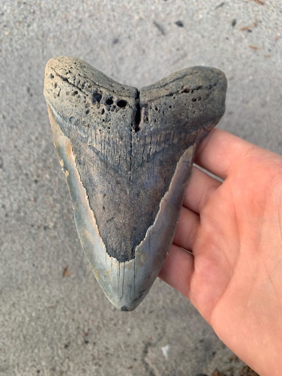 5.65 inch Megalodon Shark Tooth Fossil – Authentic, No Repair Meg Teeth