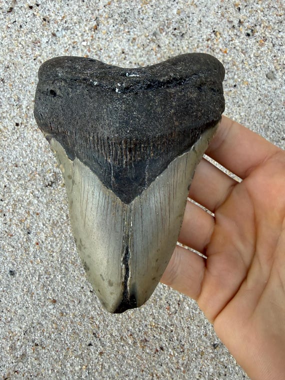 4.93 inch Megalodon Shark Tooth Fossil – Authentic, No Repair Meg Teeth