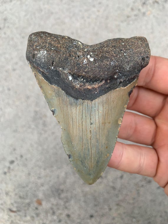 Megalodon Tooth - 3.82 inches