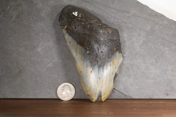 Megalodon Tooth - 5.52 inches. Real Fossil Megalodon Shark Tooth, Authentic Shark Tooth Fossil, Huge Megalodon Tooth, Meg Teeth