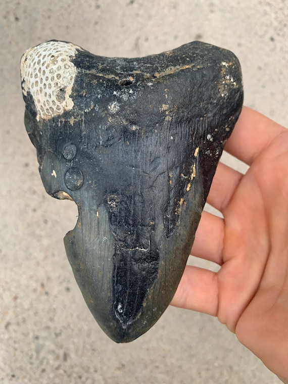 Megalodon Tooth - 5.56 inches