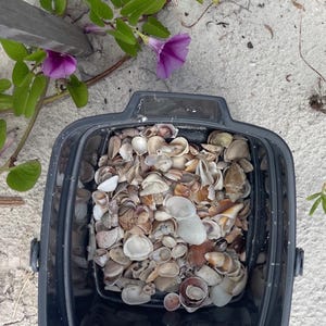 Op de afbeelding: Een zwarte plastic emmer gevuld met een verzameling diverse kleine, lichtgekleurde schelpen. De emmer staat op wit zand bij groene wijnstokken met levendige paarse ochtendgloriebloemen, wat een contrast vormt tussen de donkere container en de natuurlijke strandomgeving.