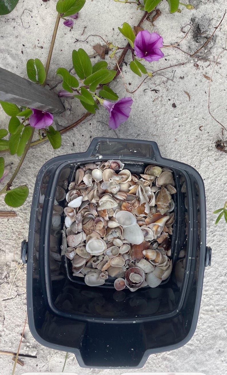 Op de afbeelding: Een zwarte plastic emmer gevuld met een verzameling diverse kleine, lichtgekleurde schelpen. De emmer staat op wit zand bij groene wijnstokken met levendige paarse ochtendgloriebloemen, wat een contrast vormt tussen de donkere container en de natuurlijke strandomgeving.