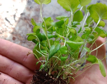 LIVE - Valerian Plant Starts - Plugs - Organic, Non-GMO - Calming / Medicinal