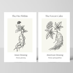Botanical Ginseng Art Print: Black and White Medicinal Herb Illustration (Digital Download)